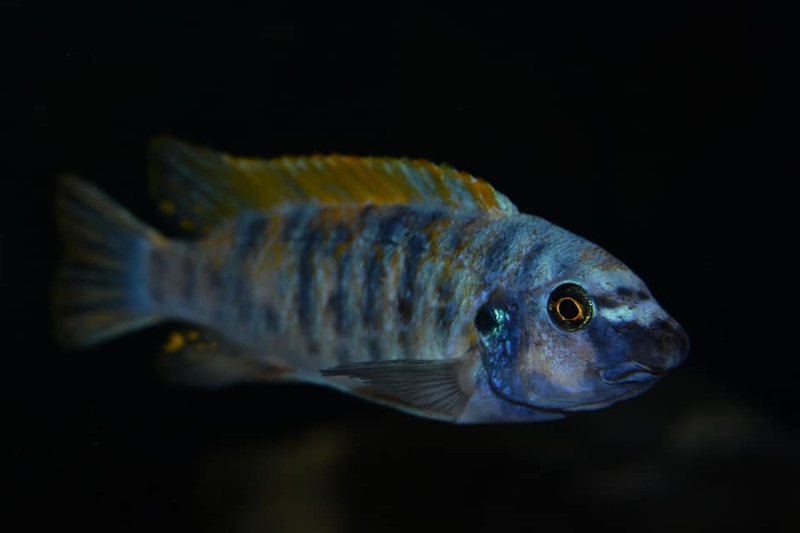Labeotropheus trewavasae 'Chinyamwezi Island'